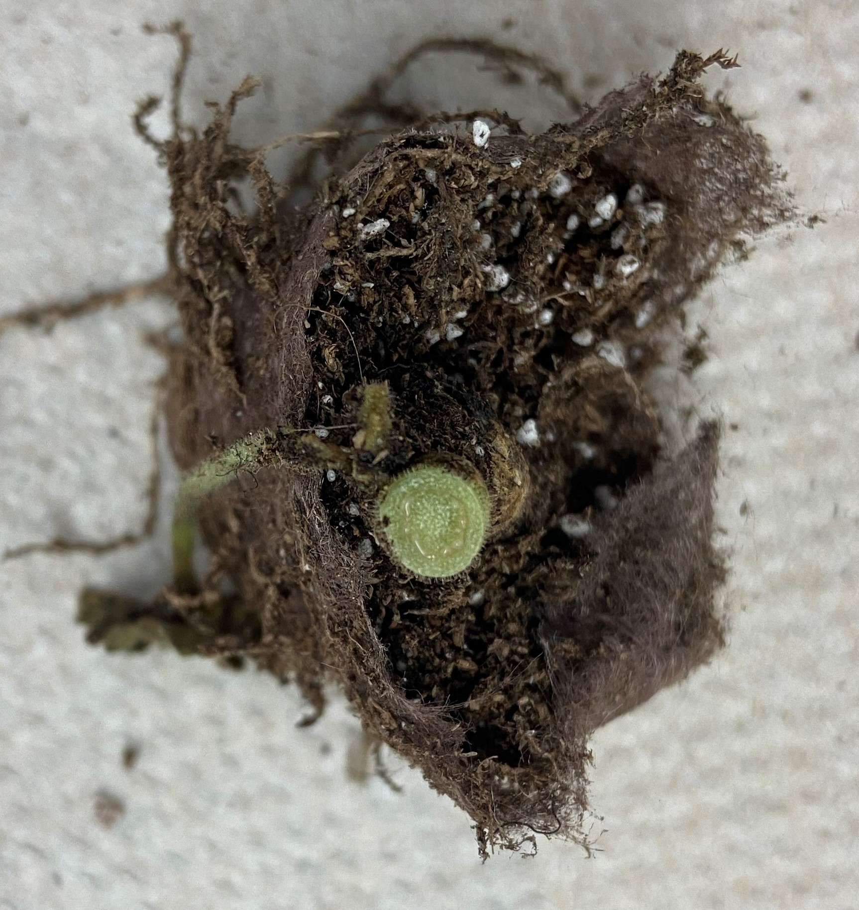 A ring of bacteria oozing out of the cut surface on the stem of an infected geranium cutting